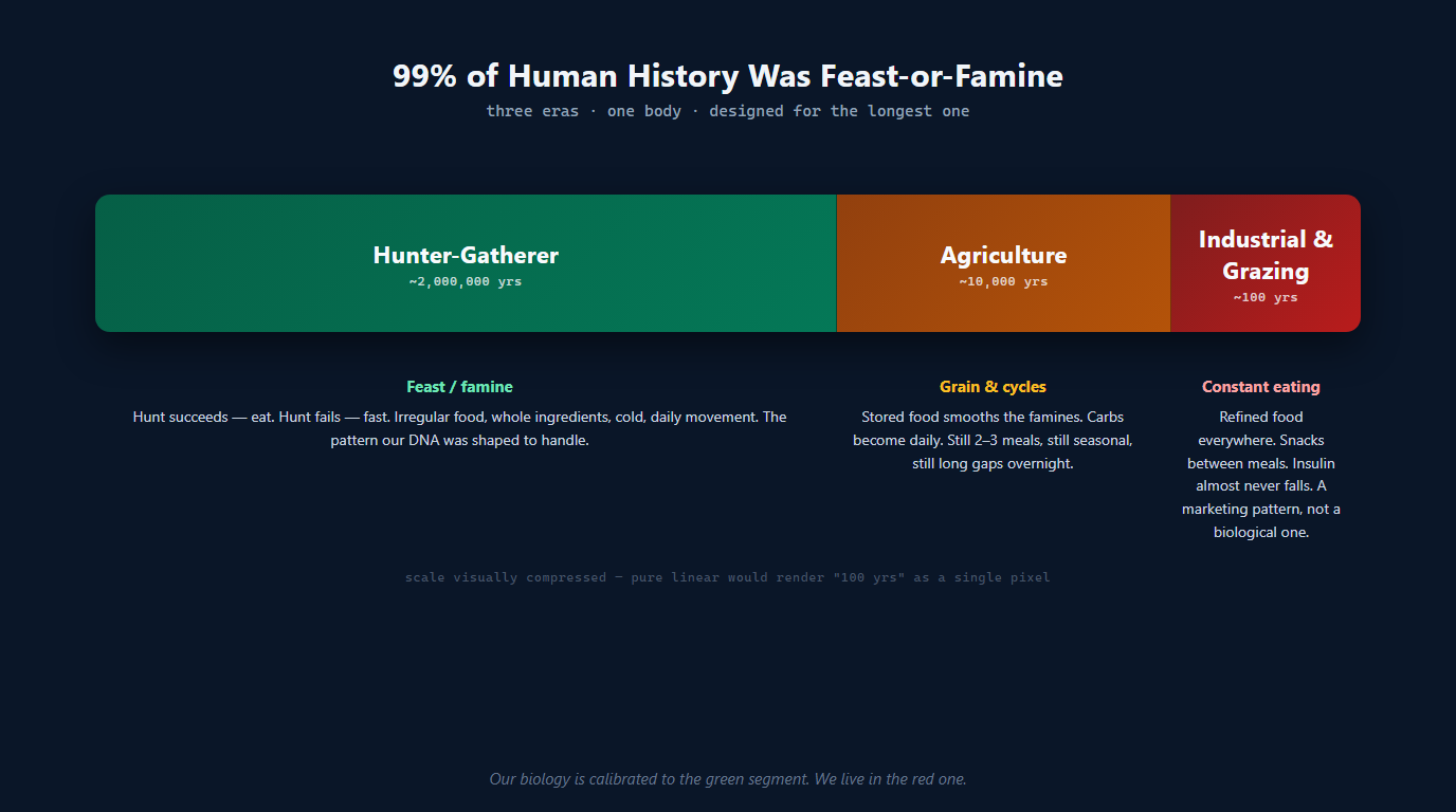 Proportional horizontal timeline showing three eras: ~2 million years of hunter-gatherer feast/famine, ~10,000 years of agriculture, ~100 years of industrial grazing.