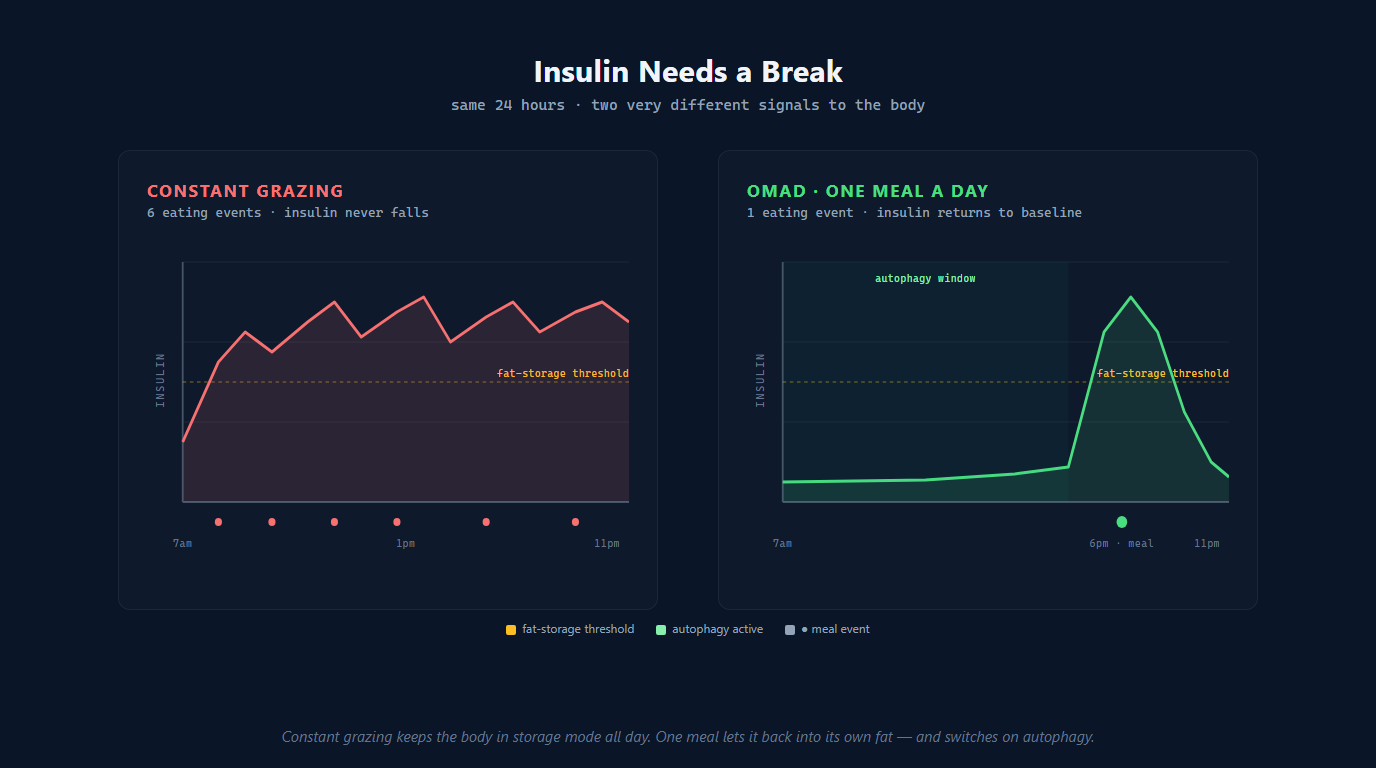 Side-by-side insulin curves comparing constant grazing (insulin always elevated, no autophagy) and OMAD (one spike then back to baseline, autophagy window open).